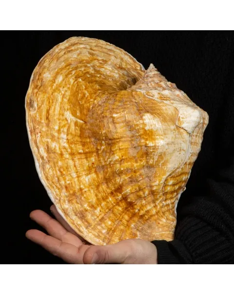Lobatus Goliath