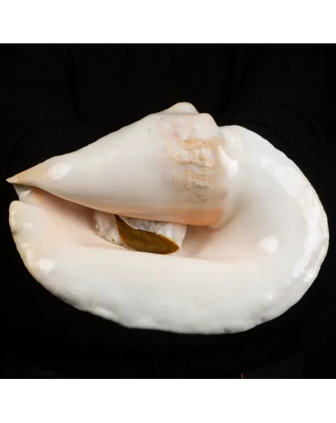 Lobatus Goliath