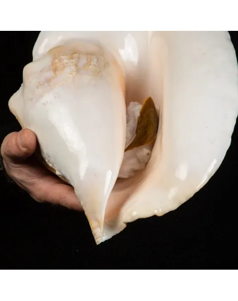 Lobatus Goliath