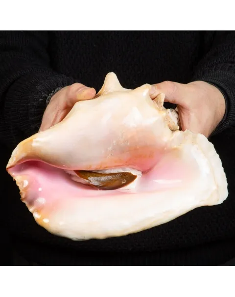 Aliger Gigas