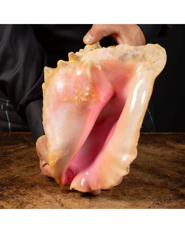 Strombus Gigas - Aliger Gigas "Queen Conch&qu...