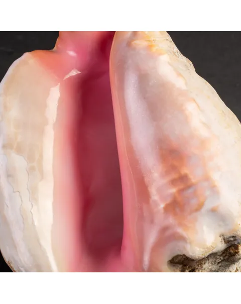 Strombus gigas - Conchiglia da Collezione di Grande Eleganza.