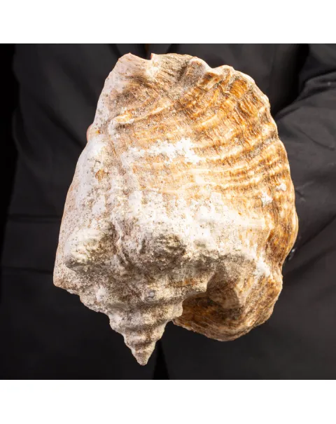 Strombus gigas - Conchiglia da Collezione di Grande Eleganza.