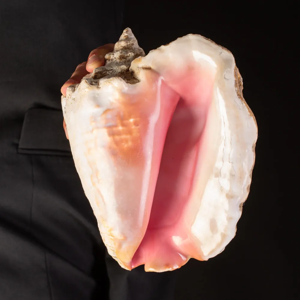 Strombus gigas - Conchiglia da Collezione di Grande Eleganza.