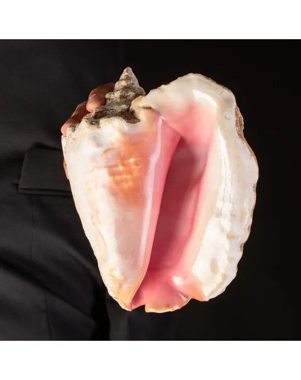 Strombus gigas - Conchiglia da Collezione di Grand...