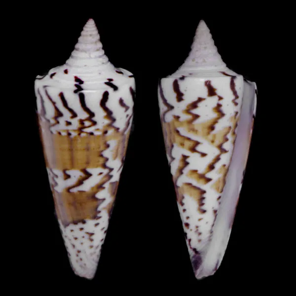 Strategoconus Generalis
