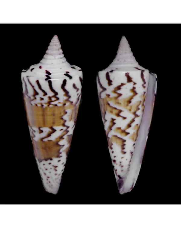 Strategoconus Generalis