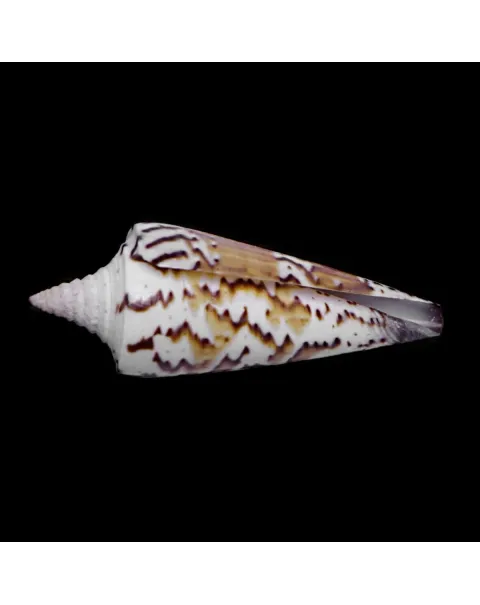 Strategoconus Generalis