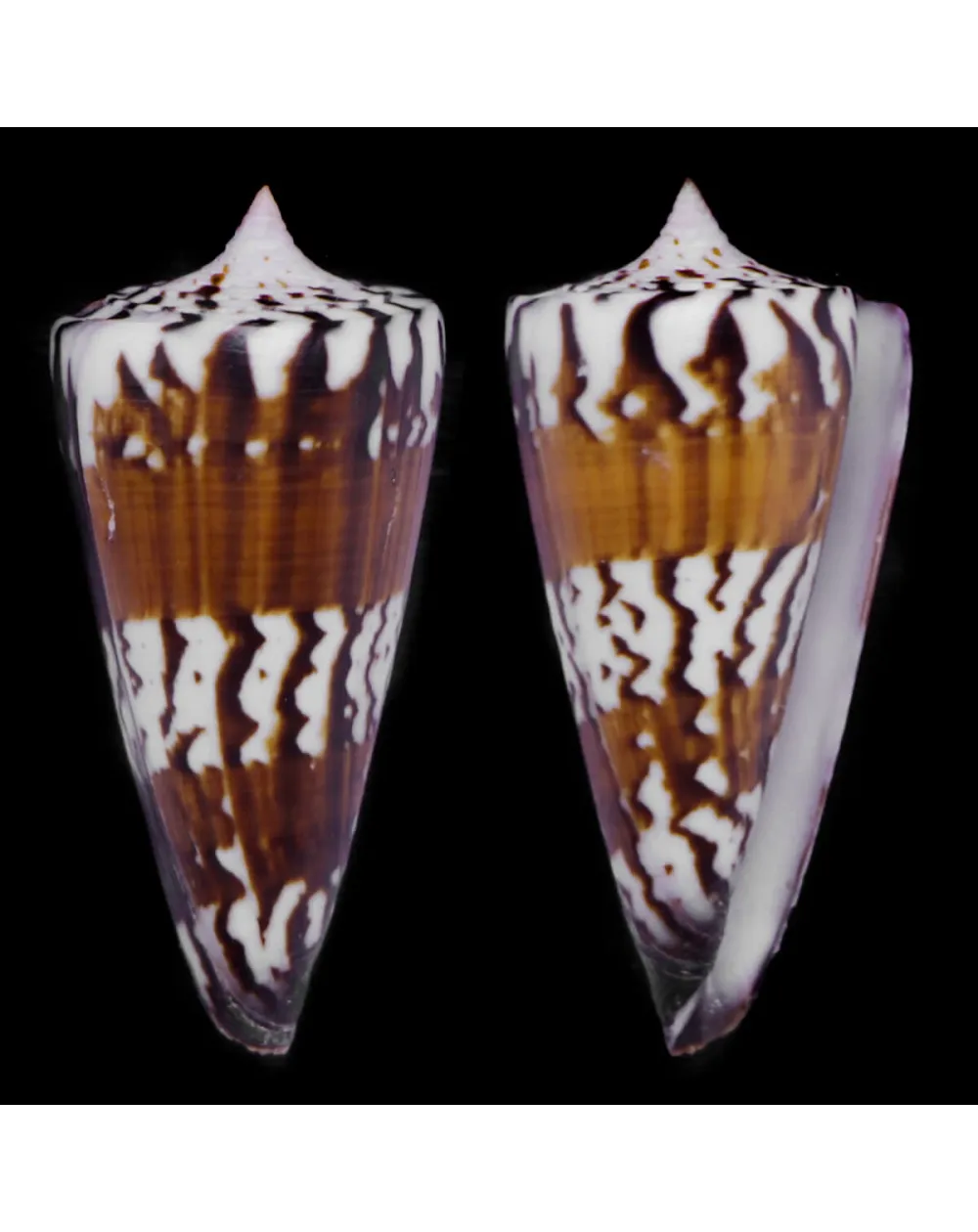 Strategoconus Generalis