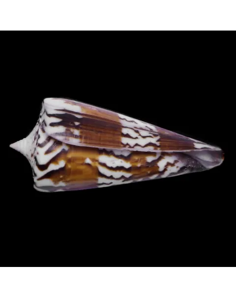 Strategoconus Generalis