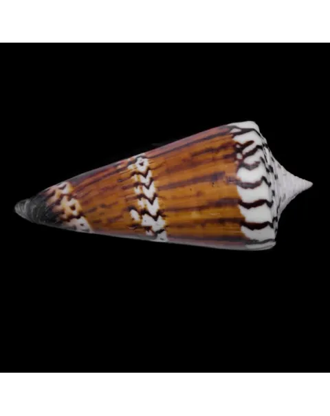 Strategoconus Generalis