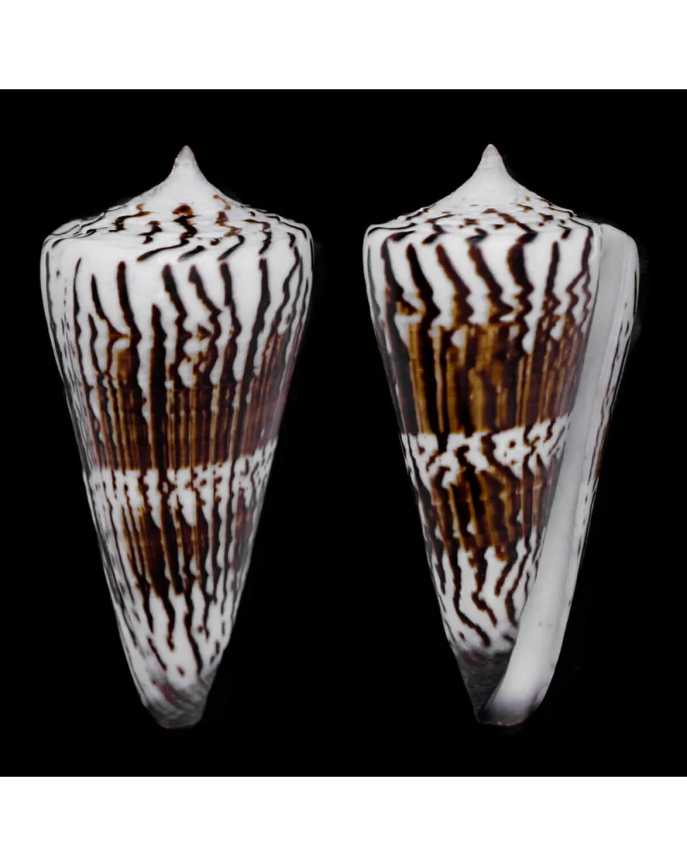 Strategoconus Generalis