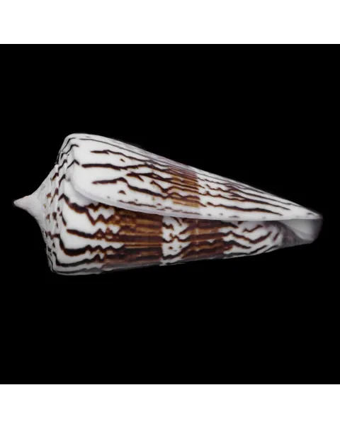 Strategoconus Generalis