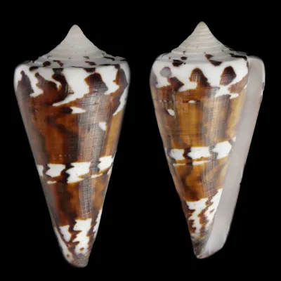 Strategoconus Generalis Black