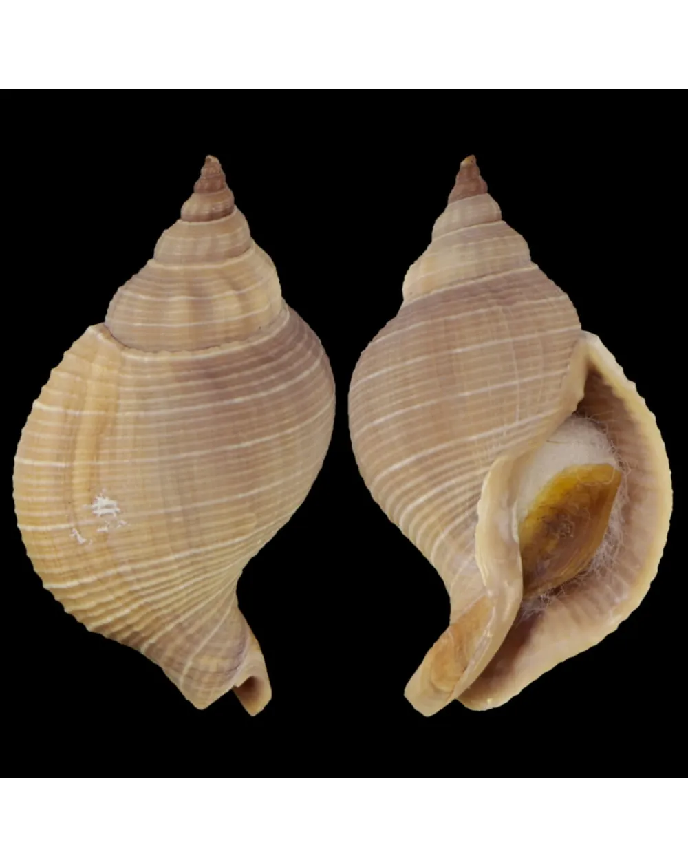 Siphonalia Trochulus