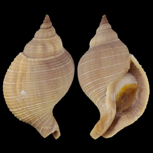 Siphonalia Trochulus