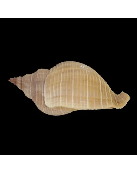 Siphonalia Trochulus