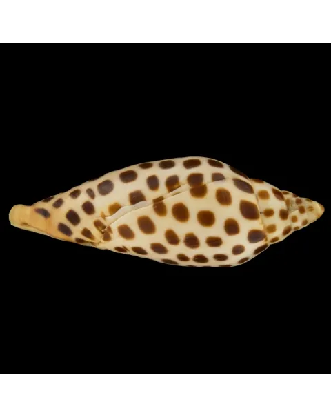 Scaphella Junonia