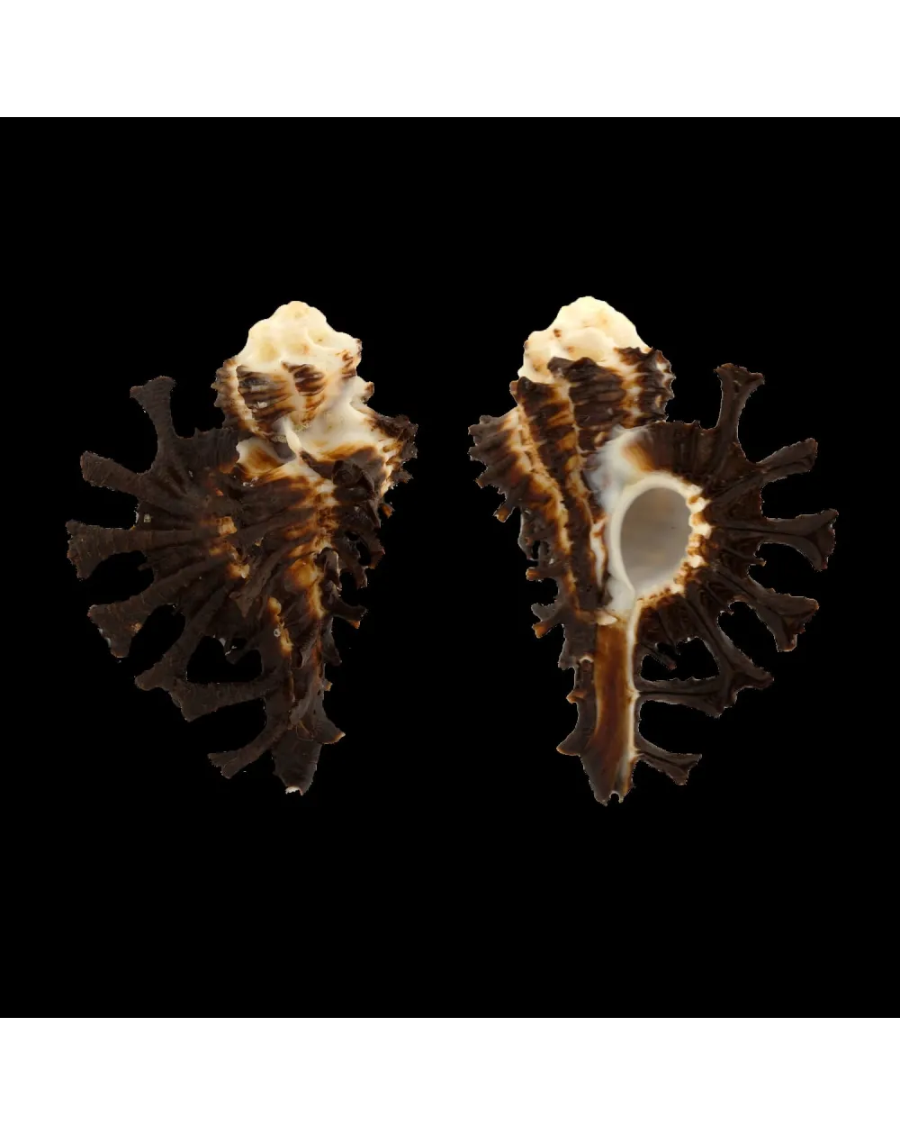 Homalocantha Scorpio