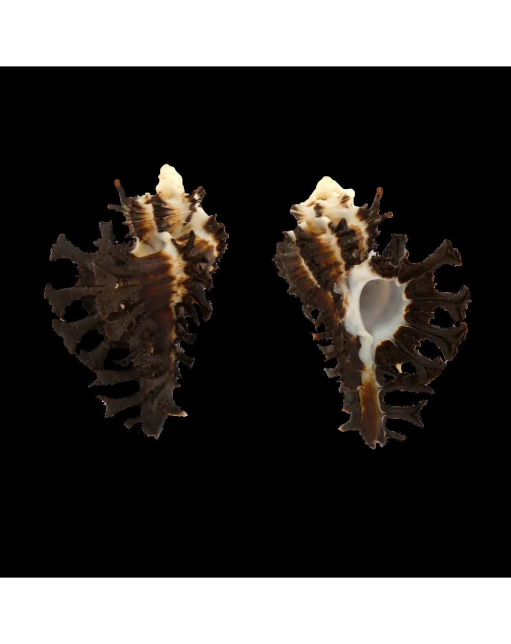 Homalocantha Scorpio