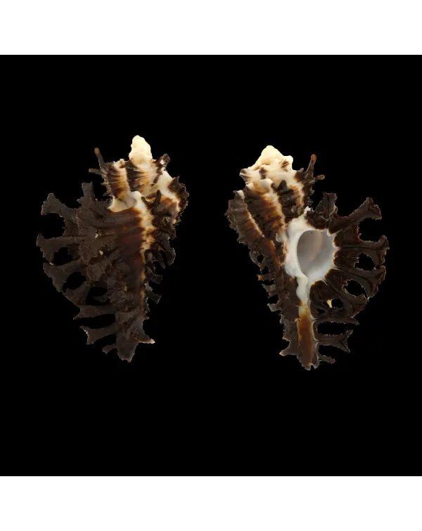 Homalocantha Scorpio