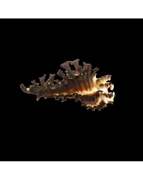 Homalocantha Scorpio