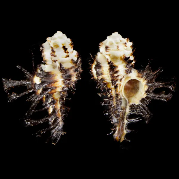 Homalocantha Scorpio