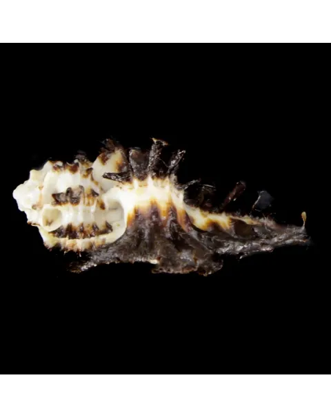 Homalocantha Scorpio