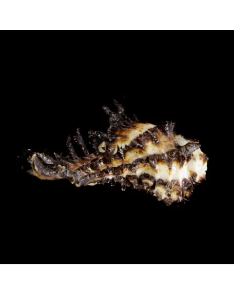 Homalocantha Scorpio