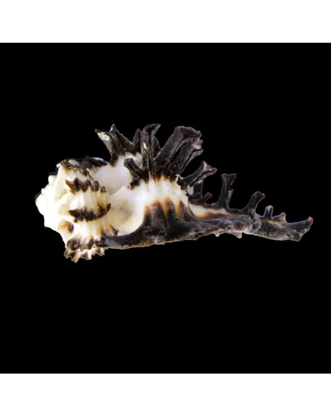 Homalocantha Scorpio