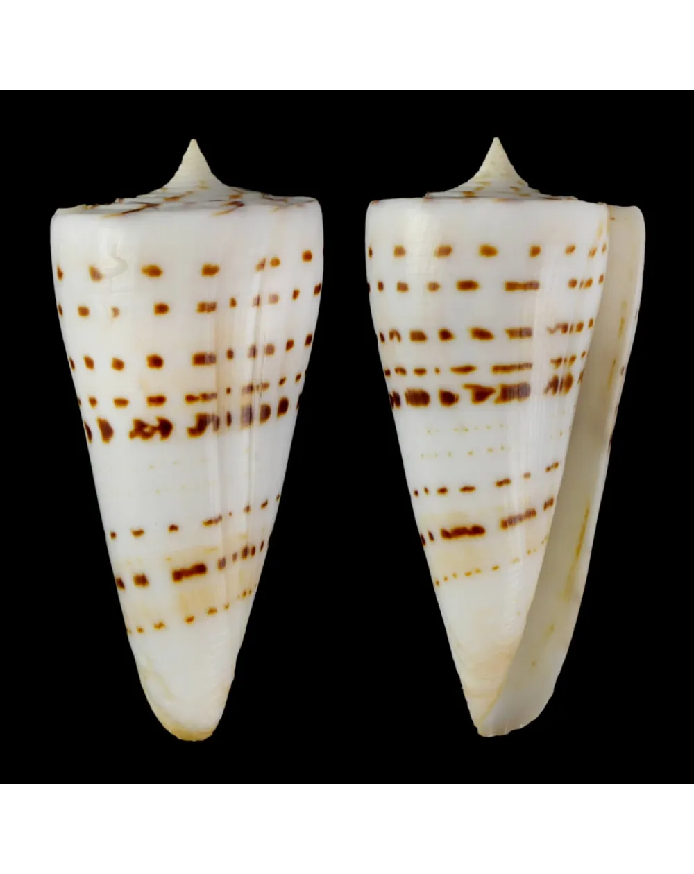 Strategoconus Monile