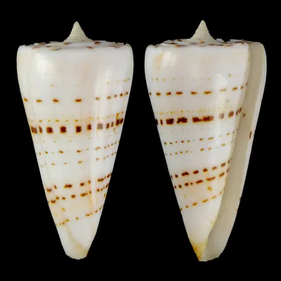 Strategoconus Monile