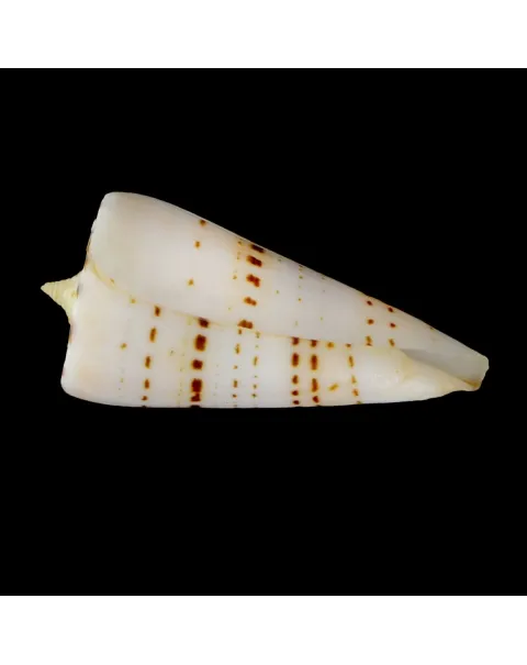 Strategoconus Monile