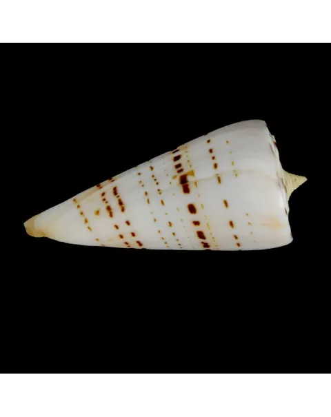 Strategoconus Monile
