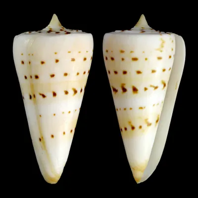 Strategoconus Monile