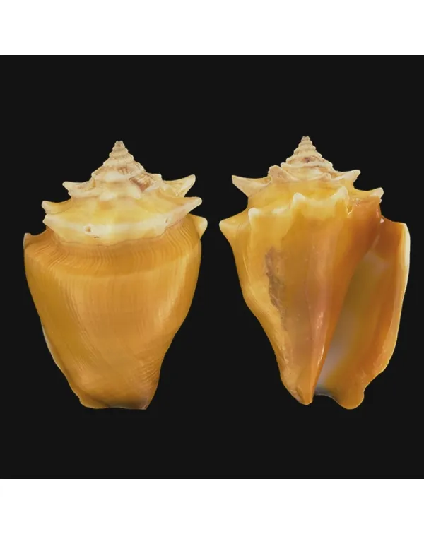 Strombus Pugilis
