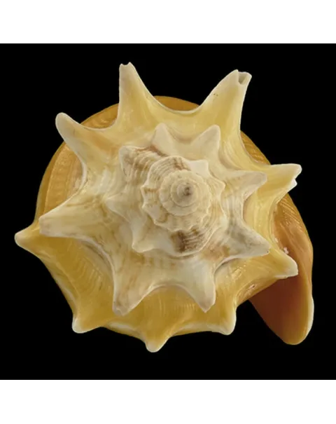 Strombus Pugilis
