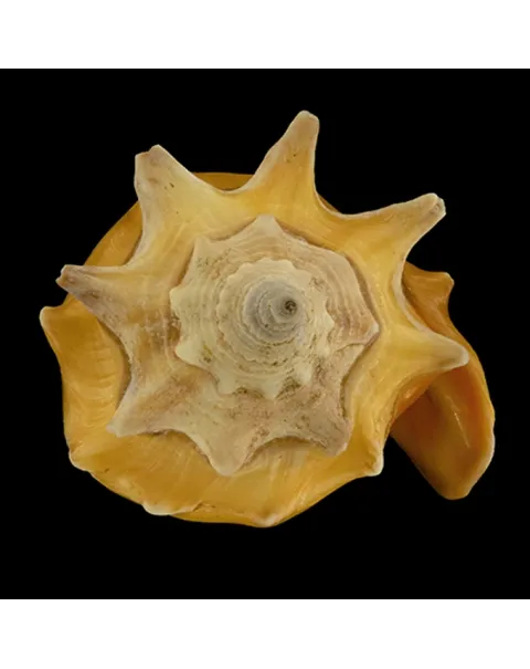 Strombus Pugilis