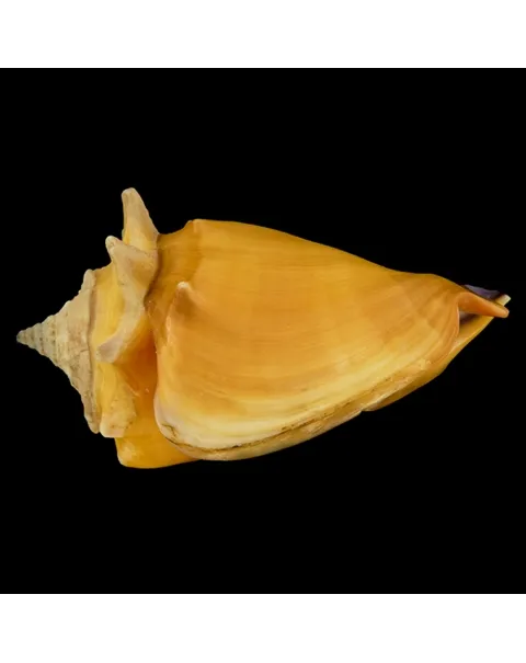 Strombus Pugilis