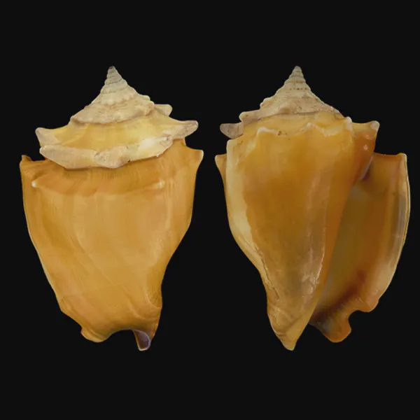 Strombus Pugilis