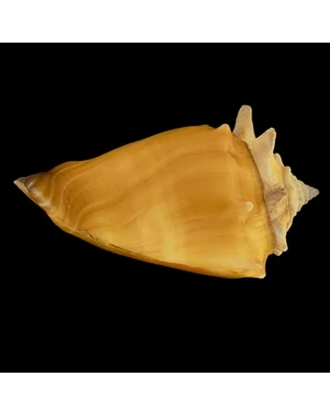 Strombus Pugilis