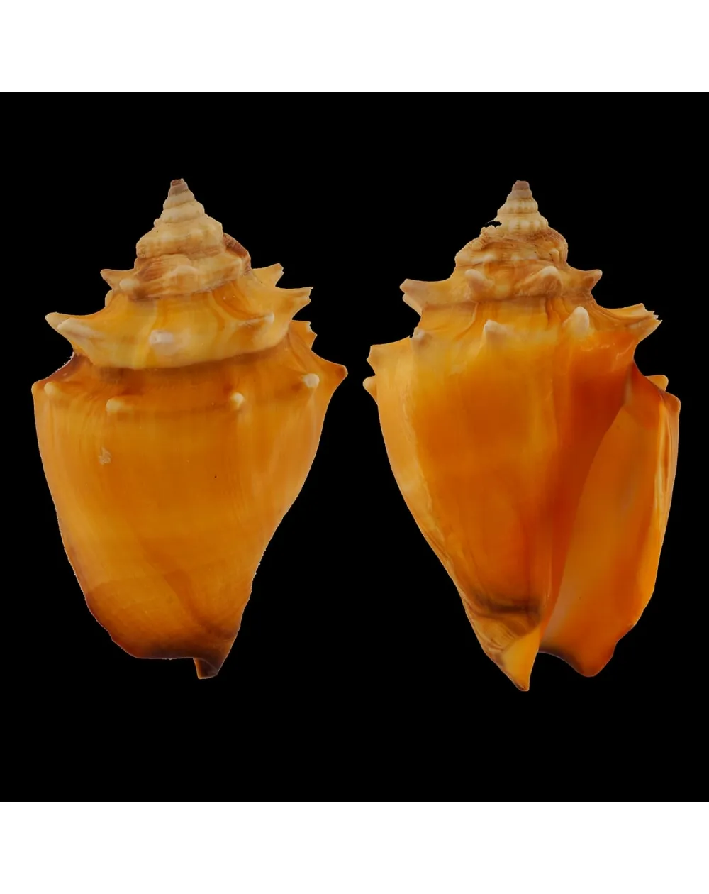 Strombus Pugilis