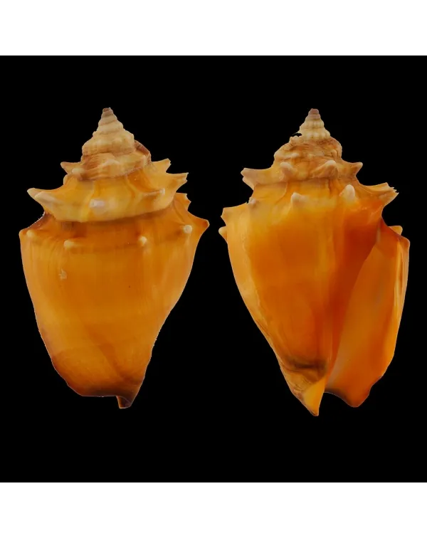 Strombus Pugilis