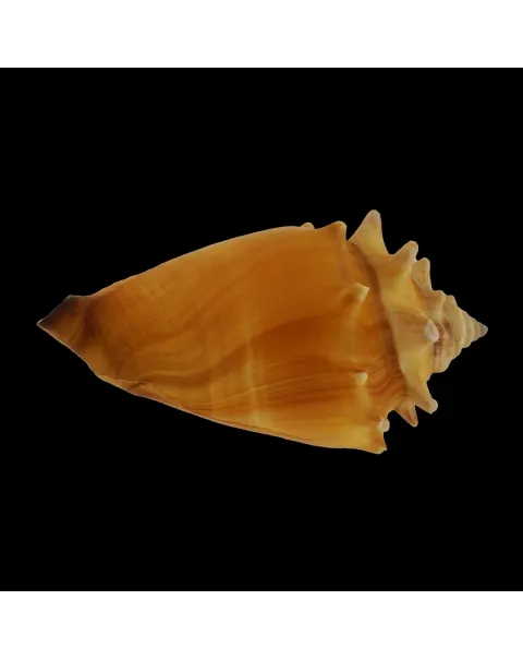 Strombus Pugilis