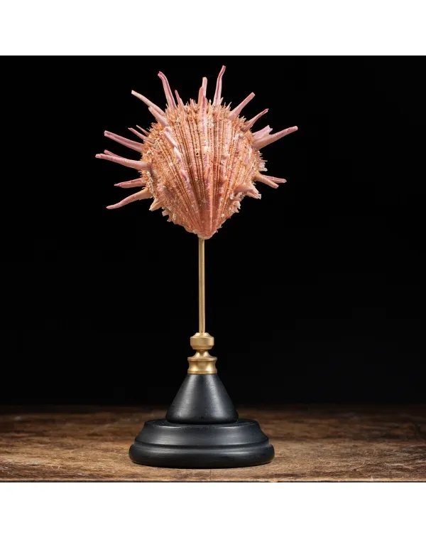 Spondylus Regius