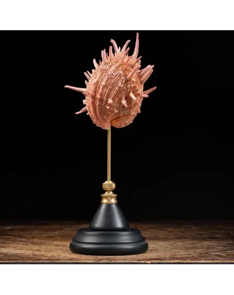Spondylus Regius