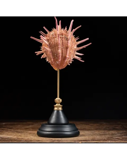Spondylus Regius