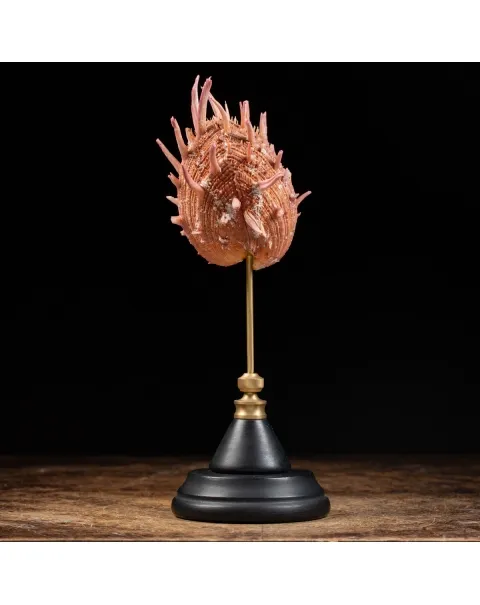 Spondylus Regius