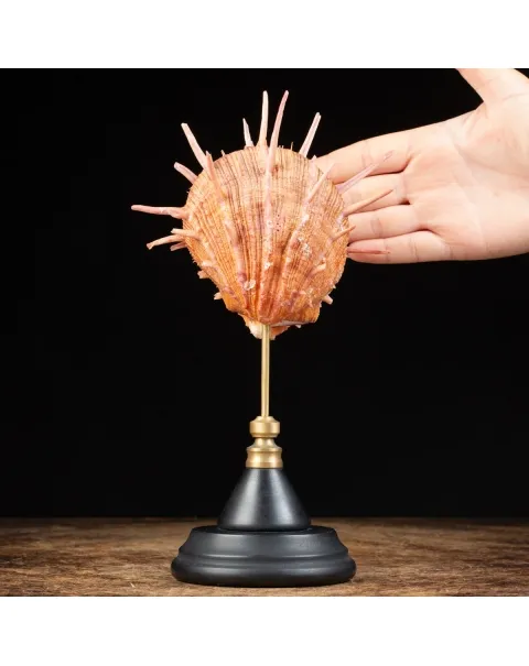 Spondylus Regius