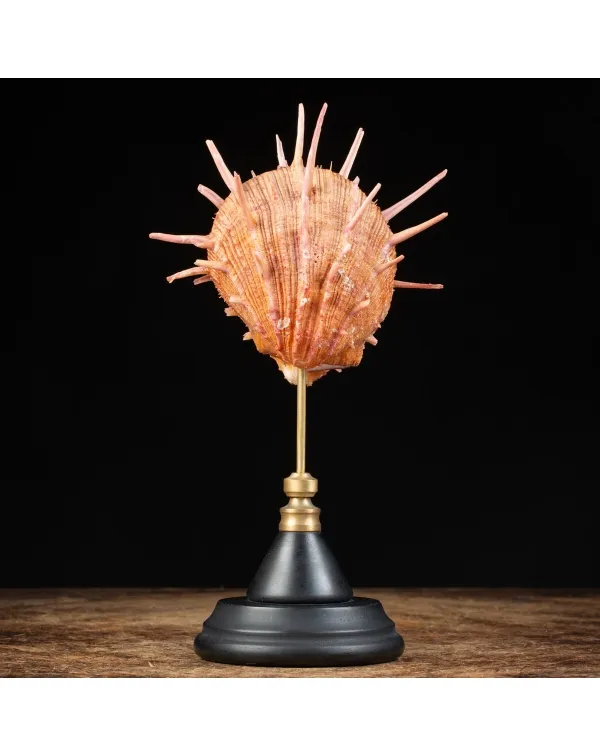 Spondylus Regius